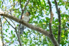 Accipiter striatus erythronemius