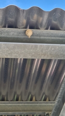 Dolichovespula media