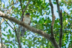Accipiter striatus erythronemius