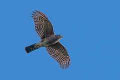 Accipiter striatus erythronemius
