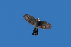 Accipiter striatus erythronemius