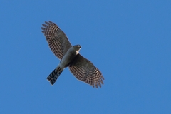 Accipiter striatus erythronemius