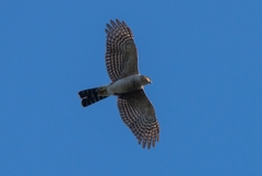 Accipiter striatus erythronemius