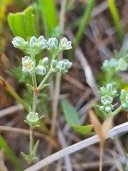 Scleranthus perennis