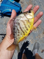 Hysterocarpus traskii