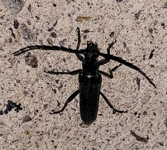 Aneflus obscurus