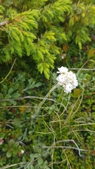 Antennaria carpatica