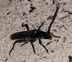 Aneflus obscurus