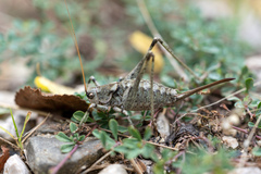 Paradrymadusa galitzini