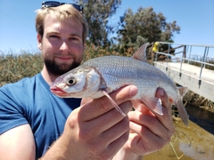 Pogonichthys macrolepidotus