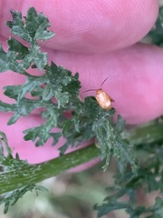 Longitarsus jacobaeae