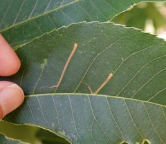 Cameraria caryaefoliella