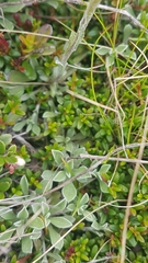 Antennaria carpatica