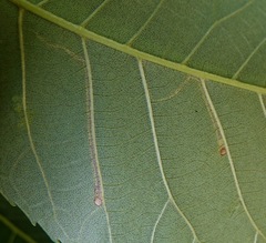 Cameraria caryaefoliella