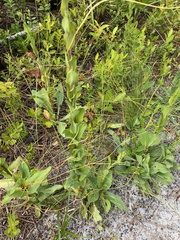 Carphephorus odoratissimus