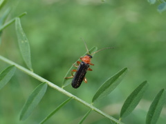 Cantharis nigra