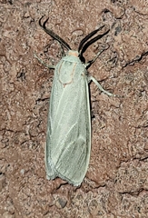 Pygarctia
