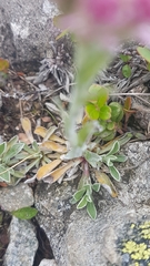 Antennaria carpatica