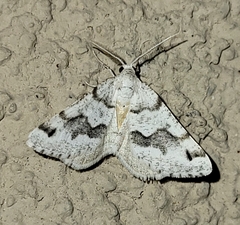 Macaria pallipennata
