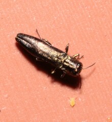 Agrilus derasofasciatus