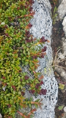 Antennaria carpatica