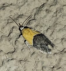 Ponometia clausula