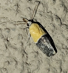 Ponometia clausula
