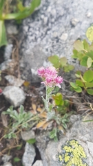 Antennaria carpatica