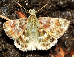 Muschampia baeticus