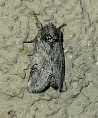 Astiptodonta aonides