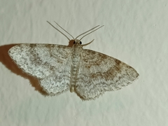 Hydrelia sylvata