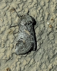 Astiptodonta aonides