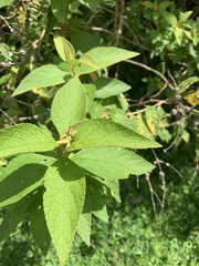 Callicarpa acuminata
