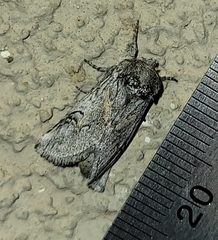 Astiptodonta aonides