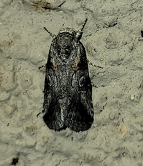 Aleptina inca