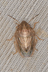 Neottiglossa bifida