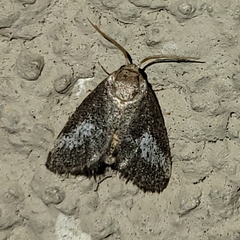 Cryptophobetron oropeso