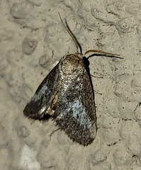 Cryptophobetron oropeso