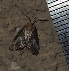 Cryptophobetron oropeso