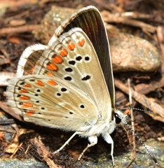 Aricia montensis