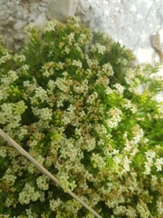 Galium magellense