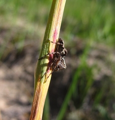 Oxyopes ramosus