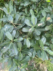 Calophyllum inophyllum