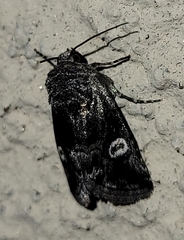 Copanarta aurea