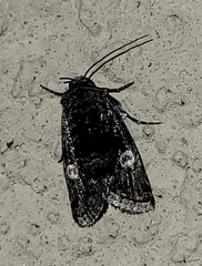Copanarta aurea