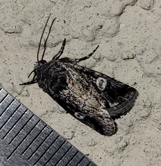 Copanarta aurea