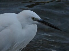 Egretta garzetta