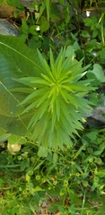 Turricula
