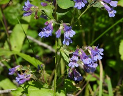 Penstemon wilcoxii