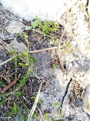 Pharnaceum elongatum